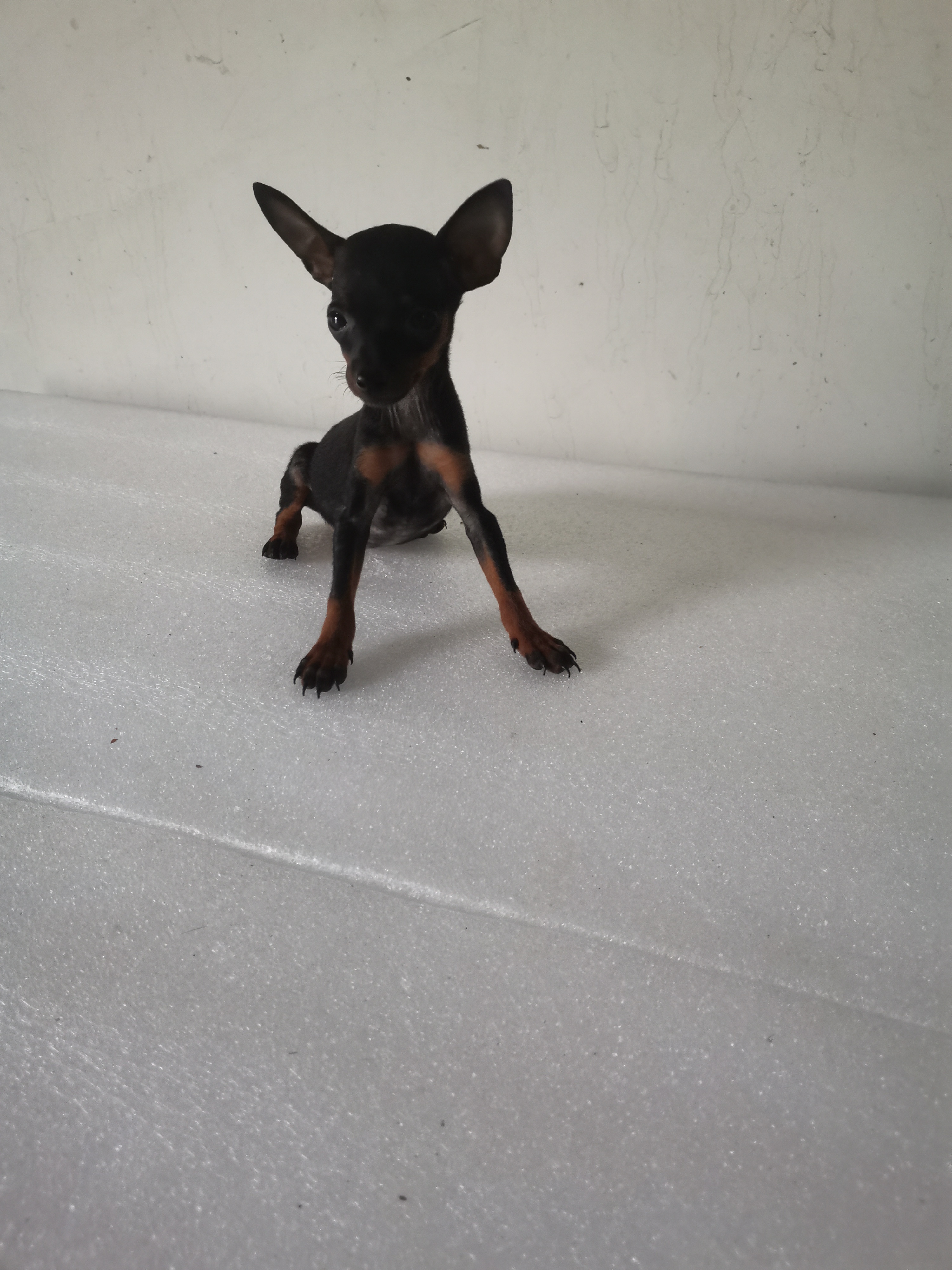 超小体蓝血小鹿犬，长大二斤多。干净没体味，不掉毛，